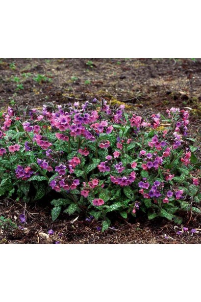 Pulmonaria saccharata Mrs Moon / Tim’s Silver