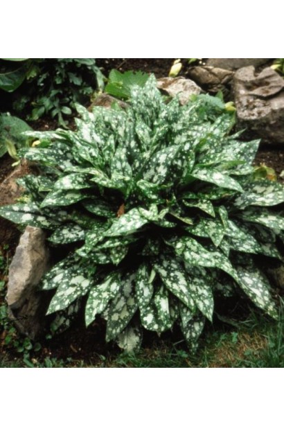 Медунка цукрова Місіс Мун подушковидний багаторічний кущ