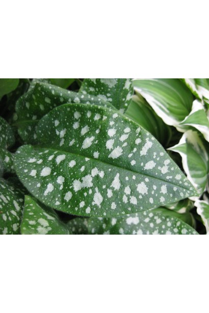 Медунка Місіс Мун темно-зелене листя зі сріблясто-білими плямами