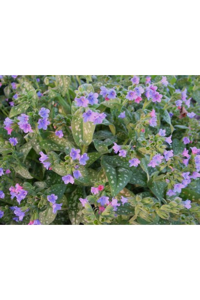 Медунка цукрова Місіс Мун / Тімс Сільвер