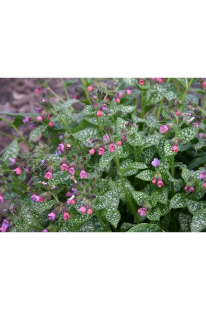 Медунка цукрова Місіс Мун фіолетові квіти-дзвіночки