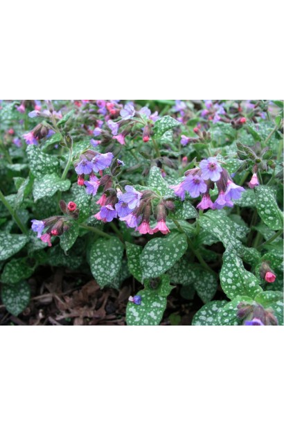 Пульмонарія цукрова Місіс Мун 