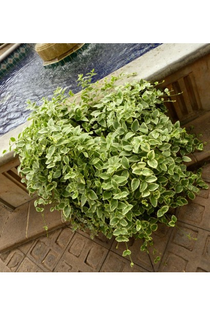 Барвинок большой Вариегата в кашпо