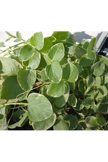 Барвинок Вариегата зеленые листья с белой каймой