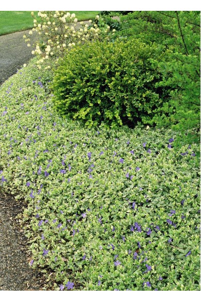 Барвинок большой Вариегатая масляная посадка