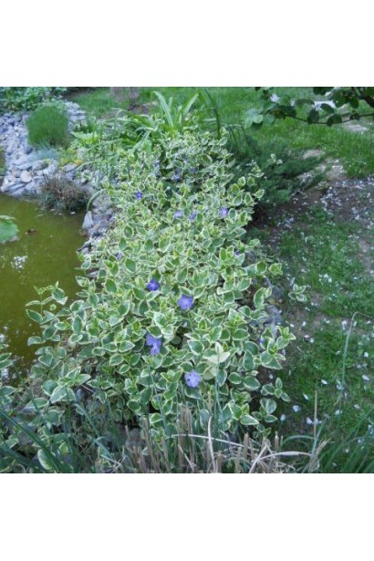 Барвинок большой Вариегатая посадка у водоема