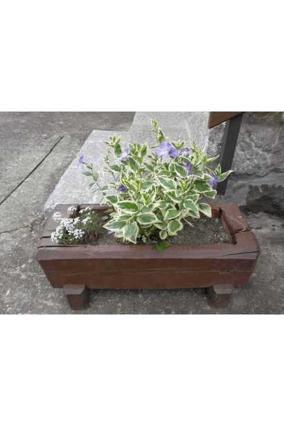 Барвинок большой Вариегата в ландшафте