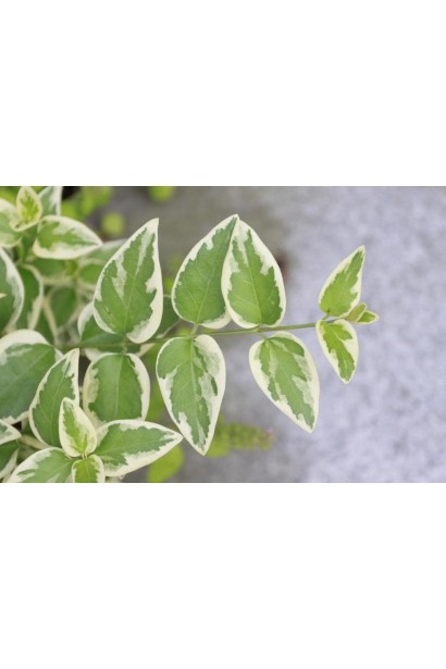 Барвинок большой Вариегата листва