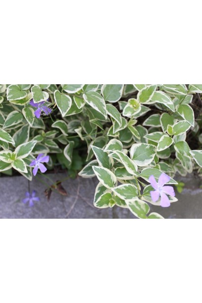 Барвинок большой Вариегата цветения