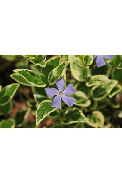 Vinca major Variegata