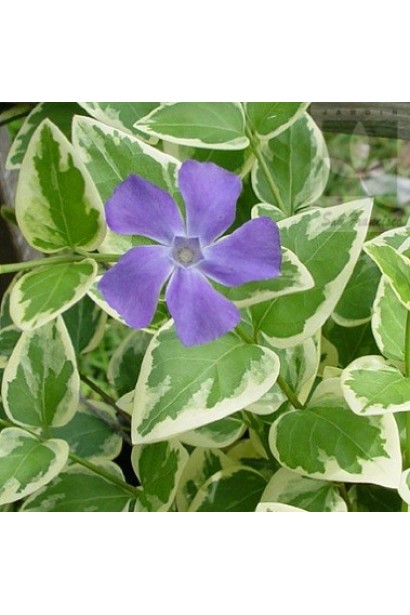 Барвинок большой Вариегата фиолетовый цветок