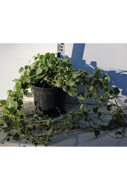 Барвинок большой Variegata саженец в горшке 3 л