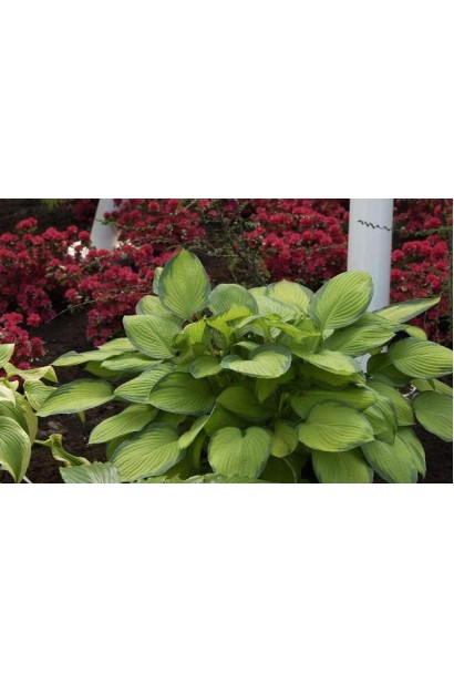 Кущ хости Голд Стандарт для прикраси тіньових ділянок.