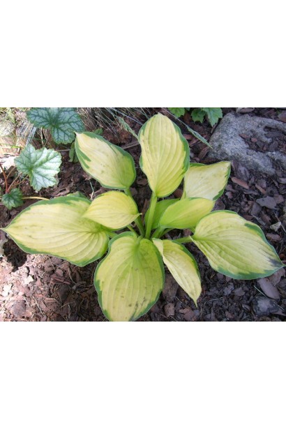 Хоста Голд Стандарт – кущ із яскраво-жовтим листям.