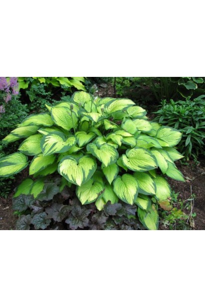 Кущ хости Голд Стандарт – яскрава окраса ландшафтного дизайну.