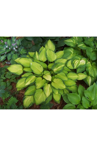 Декоративна хоста Голд Стандарт – ідеальна для клумб.