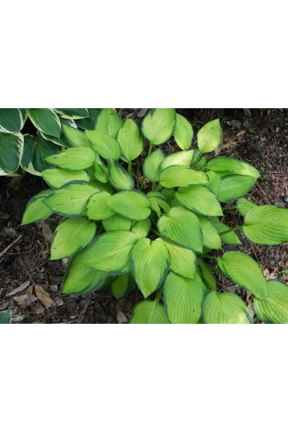 Хоста Голд Стандарт – ідеальний вибір для ландшафту.