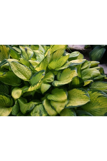 Ландшафтна рослина хоста Голд Стандарт – стиль і краса.