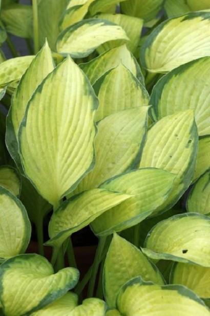 Хоста Голд Стандарт із жовто-зеленим листям для саду.