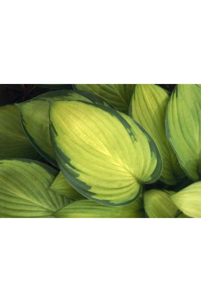 Листя хости Голд Стандарт – золотисте із зеленою окантовкою.