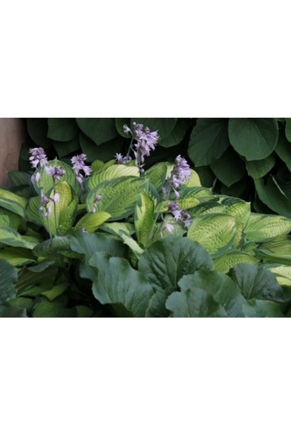 Садова хоста Голд Стандарт із декоративними квітами.