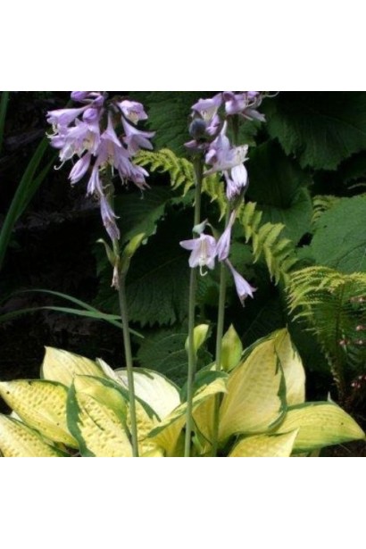 Хоста Голд Стандарт – універсальна рослина для садового дизайну.