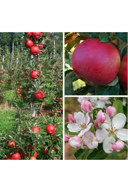 Яблоня Айдаред с красным цветом и длительным хранением.