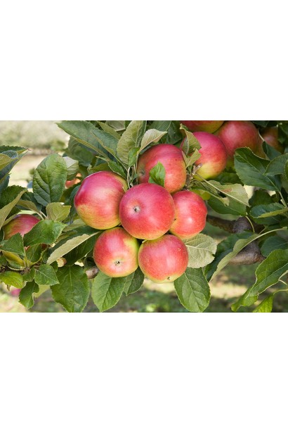 Айдаред - зимняя яблоня с превосходными вкусовыми качествами.