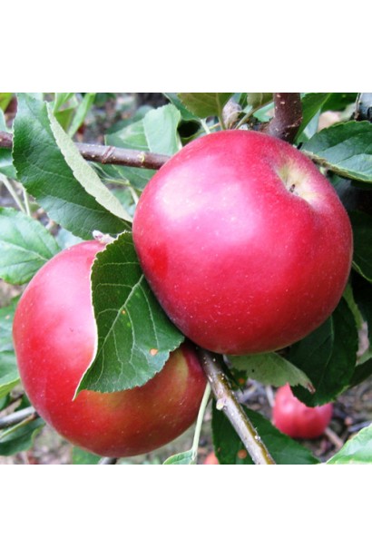 Malus domestica Idared - зимнее яблоко со сладким вкусом.