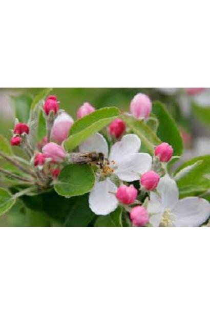 Яблоня домашняя Айдаред (зимняя) - цветение