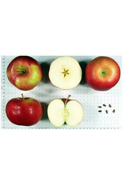 Яблоня домашняя Айдаред (зимняя) 