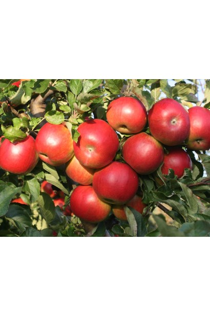 Яблоня Айдаред - идеальный выбор для зимних урожаев.