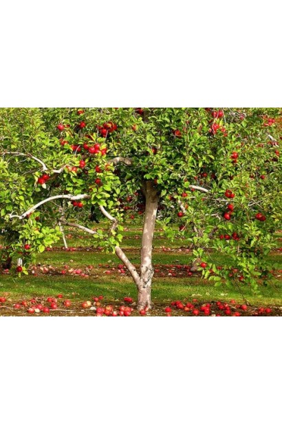 Осенний сорт Эмбаси с длительным сроком хранения.