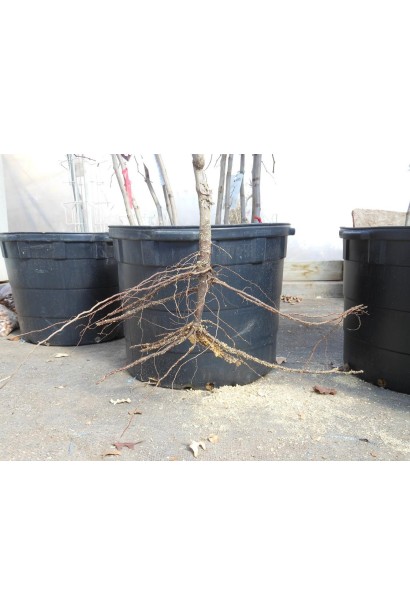 Яблоня домашняя Эмбасси (осенняя) 