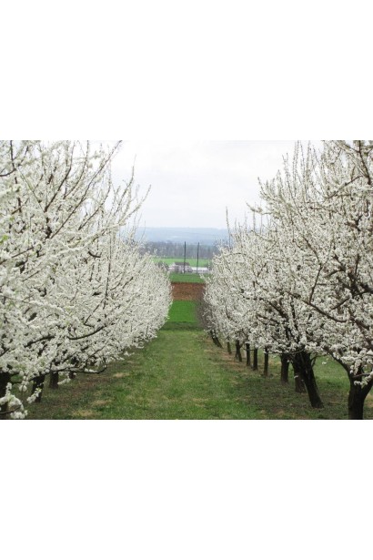 Осенний сорт Эмбаси - идеальный выбор для сада.