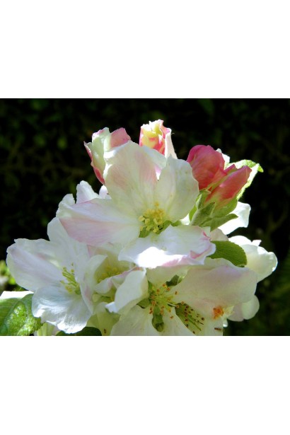 Яблоня домашняя Эмбасси (осенняя) 