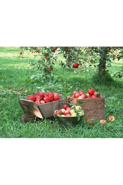 Эмбаси - ароматный сорт с хрустящей мякотью.