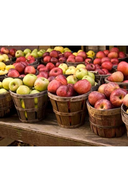 Malus domestica Ambasy - сочные яблоки с насыщенным ароматом.