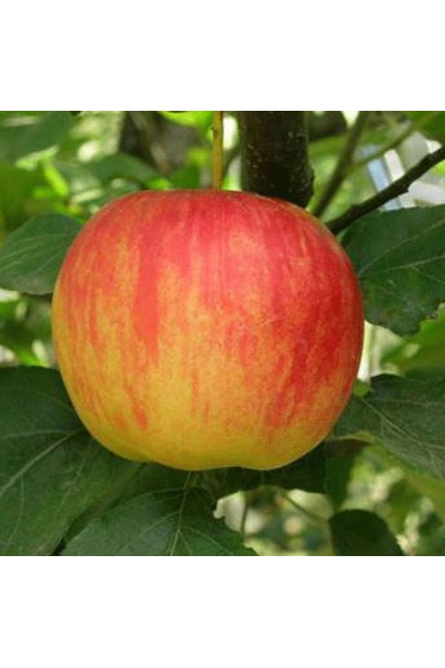 Эмбаси - осенний сорт яблок с ярким вкусом.