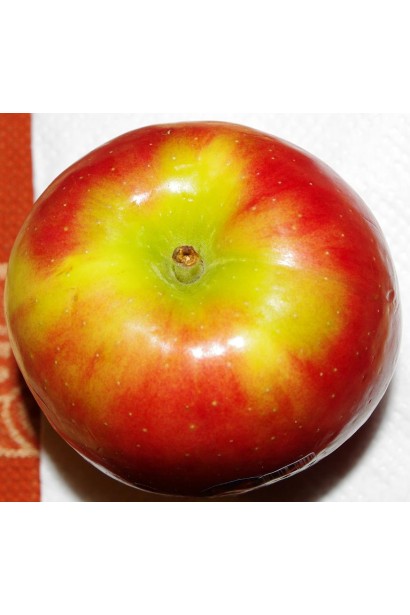 Malus Ambasy - вкусные яблоки для свежего потребления.