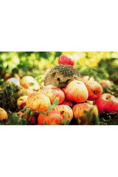 Сорт Эмбаси - яблоки с прекрасной текстурой и сладостью.