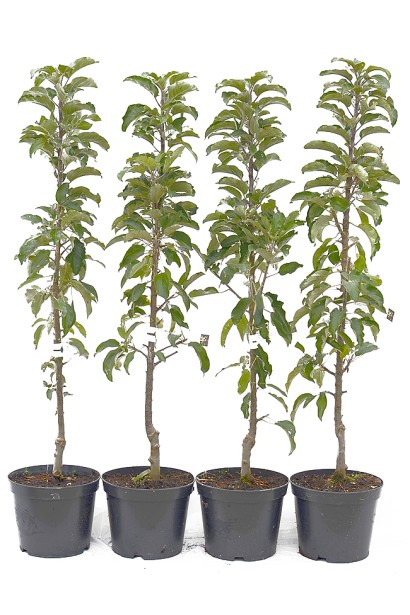 Яблуня домашня Гала в контейнері Садовий центр Проксіма