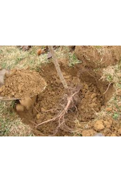 Яблуня домашня Гала (осіння) - посадка