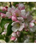 Яблуня домашня Гала (осіння) | Яблоня домашняя Гала (осенняя) | Malus domestica Gala