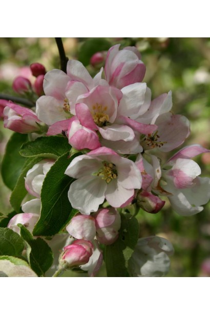 Яблуня домашня Гала (осіння) - цвітіння