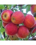 Яблоня домашняя Гала (осенняя) | Яблуня домашня Гала (осіння) | Malus domestica Gala