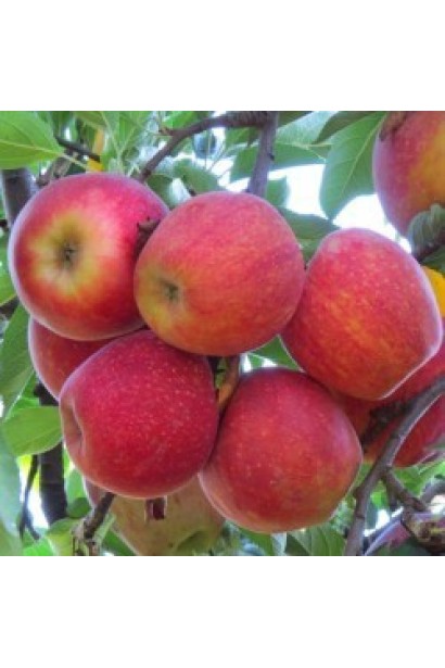 Malus domestica Gala із хрусткими, ароматними плодами.