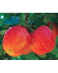 Яблуня домашня Гала (осіння) | Яблоня домашняя Гала (осенняя) | Malus domestica Gala