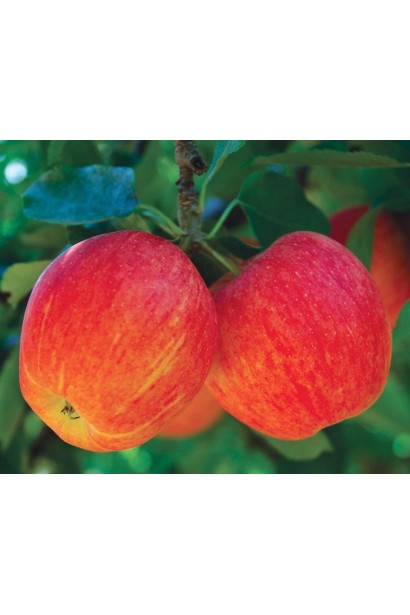 Осіння яблуня Гала із солодкими плодами.