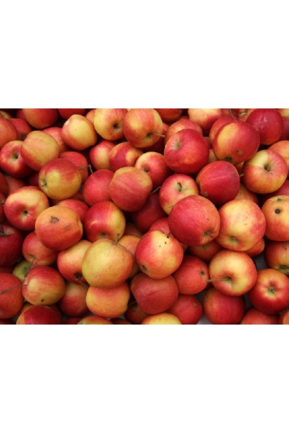 Гала — яблуня з високою врожайністю та якістю плодів.